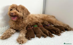 Australian Labradoodle dogs for sale: Superior Authentic Australian Labradoodle Puppies - Image 3