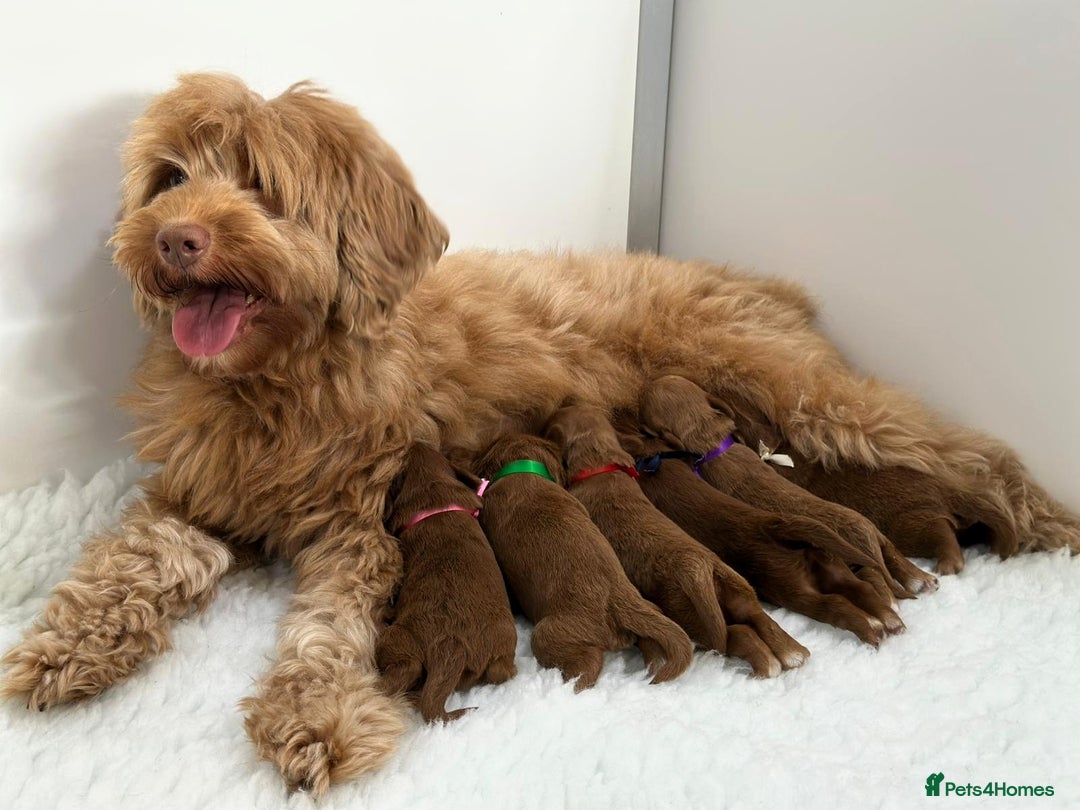 Australian Labradoodle dogs for sale: Superior Authentic Australian Labradoodle Puppies - Image 3