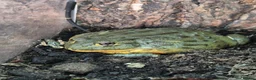 Frog reptiles for sale: 2 African Bullfrogs + 3ft Glass Vivarium + Thermo - Advert 2