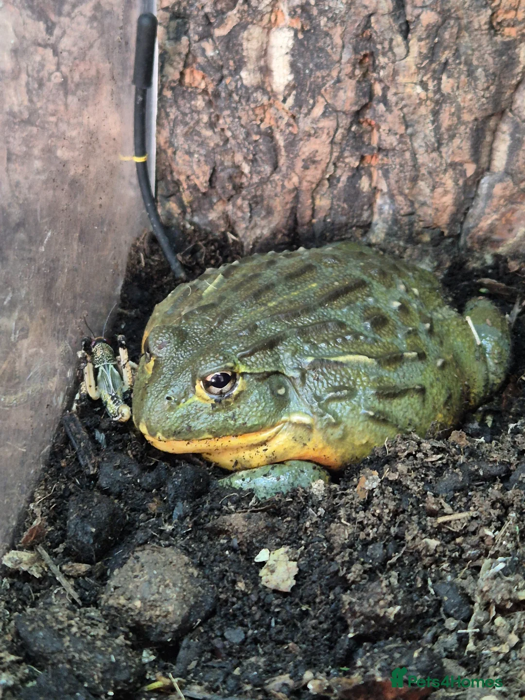 Frog reptiles for sale: 2 African Bullfrogs + 3ft Glass Vivarium + Thermo - Advert 2