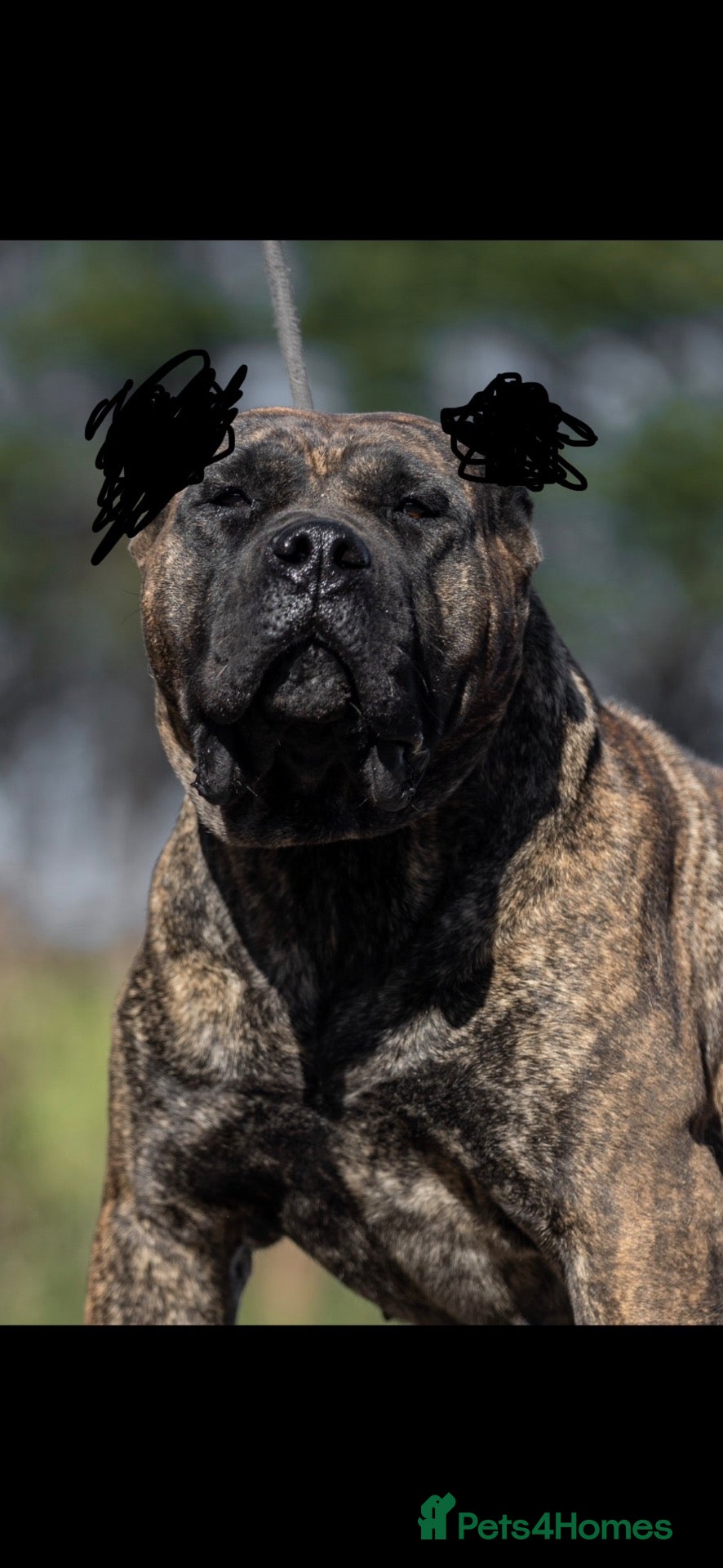 Presa Canario dogs for sale: Presa Canario puppies  - Advert 2
