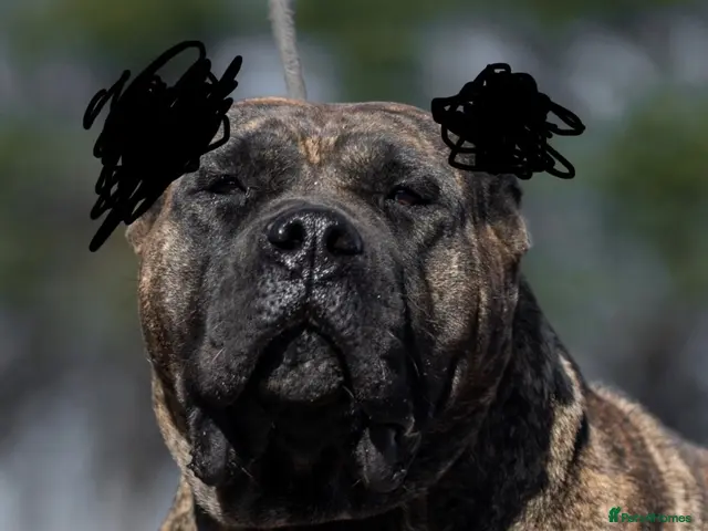 Presa Canario dogs for sale: Presa Canario puppies - Advert 2
