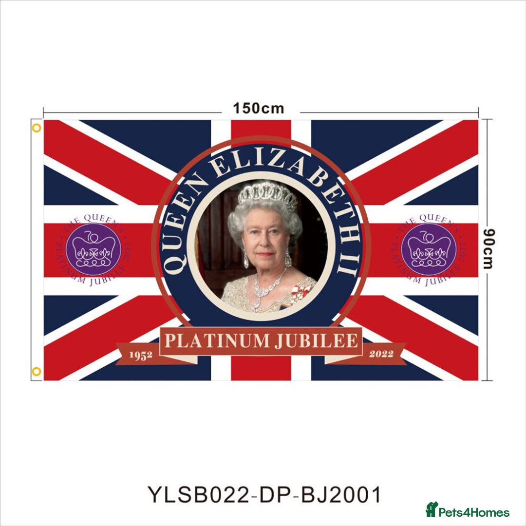 Cockapoo dogs for sale: KC CH LINE LIVER COCKER SPANIEL BITCHES - Advert 8