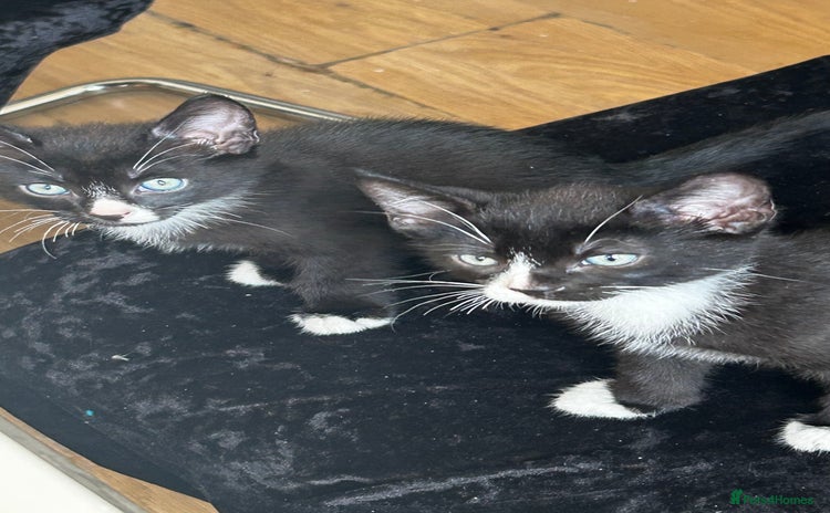 Mixed Breed cats - Advert 1
