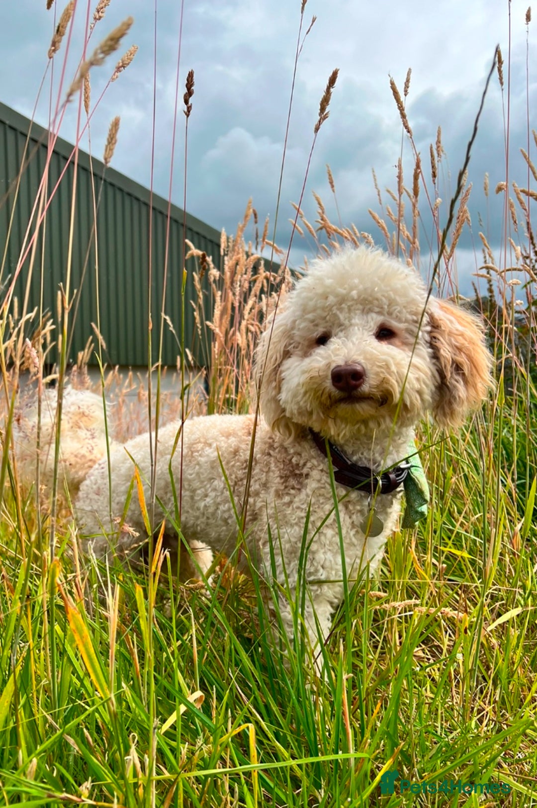 Toy Poodle dogs for stud: Beautiful Poodle for Stud 🤍 - Image 7