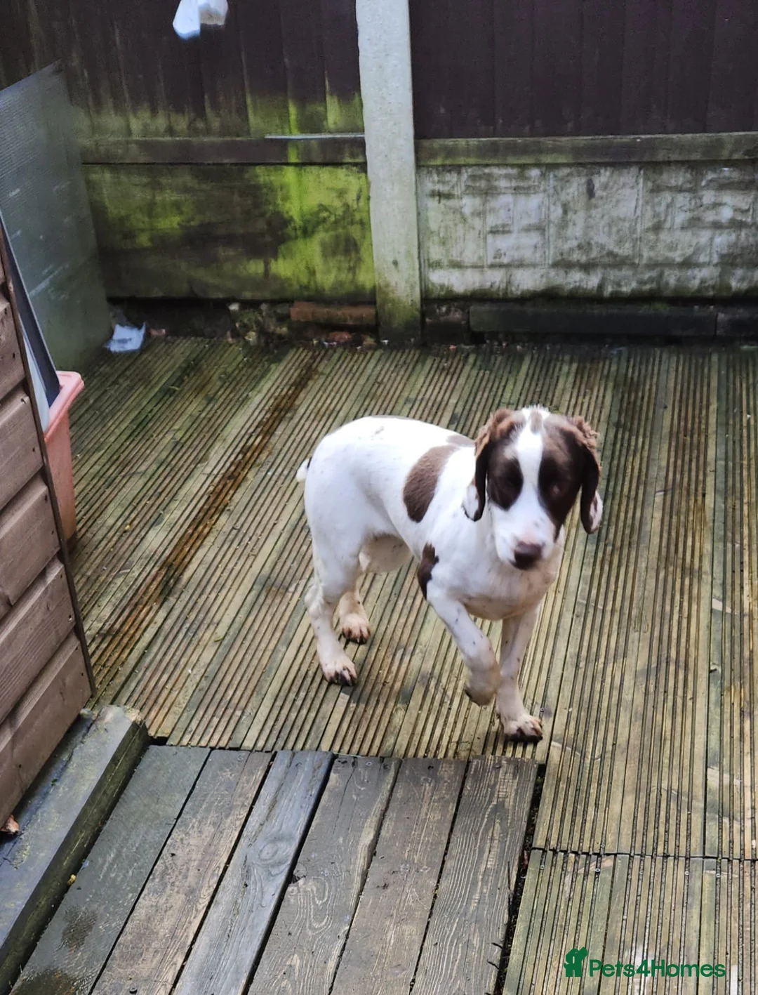 English Springer Spaniel dogs for sale: English springer  - Advert 2