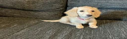Dachshund dogs for stud: Long haired cream miniature dachshund for stud - Advert 9