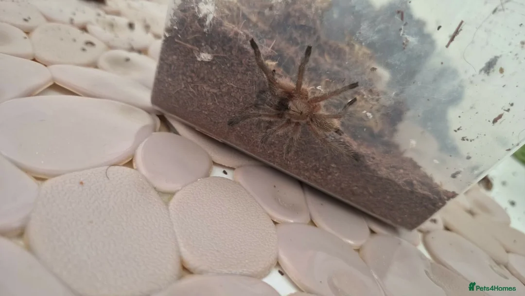 Tarantulas invertebrates for sale: Monocentropus balfouri x 4 - Advert 3