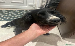 Cocker Spaniel dogs for sale: Cocker spaniel puppies  - Image 11
