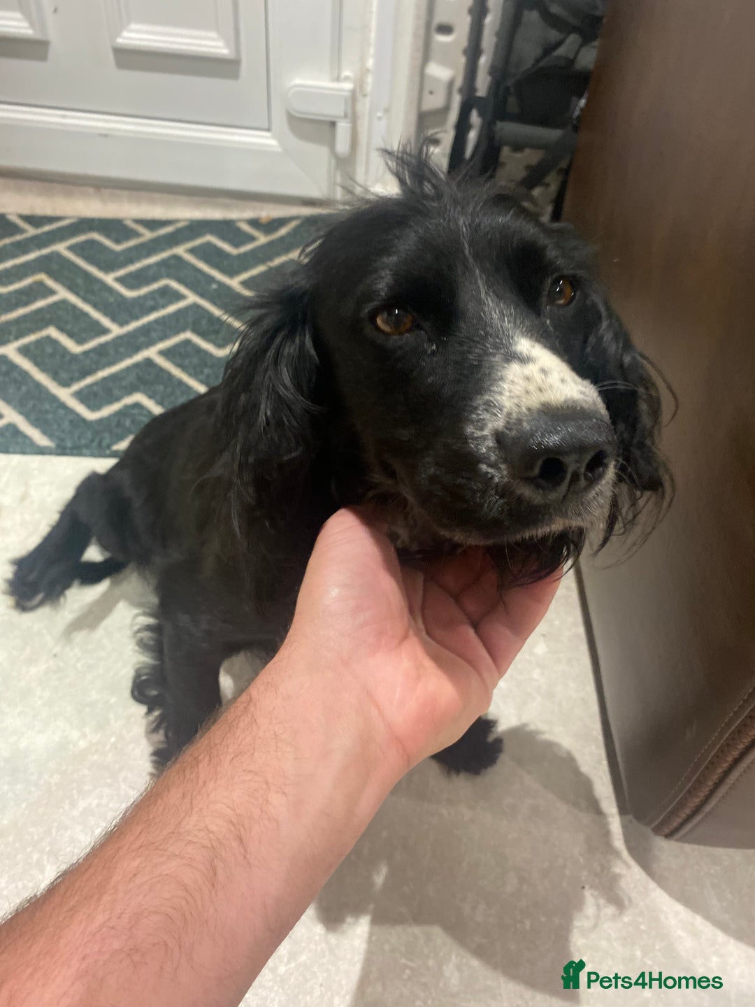Cocker Spaniel dogs for sale: Cocker spaniel puppies  - Image 11