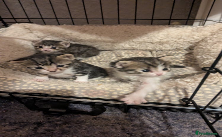 Mixed Breed cats for sale - Advert 2