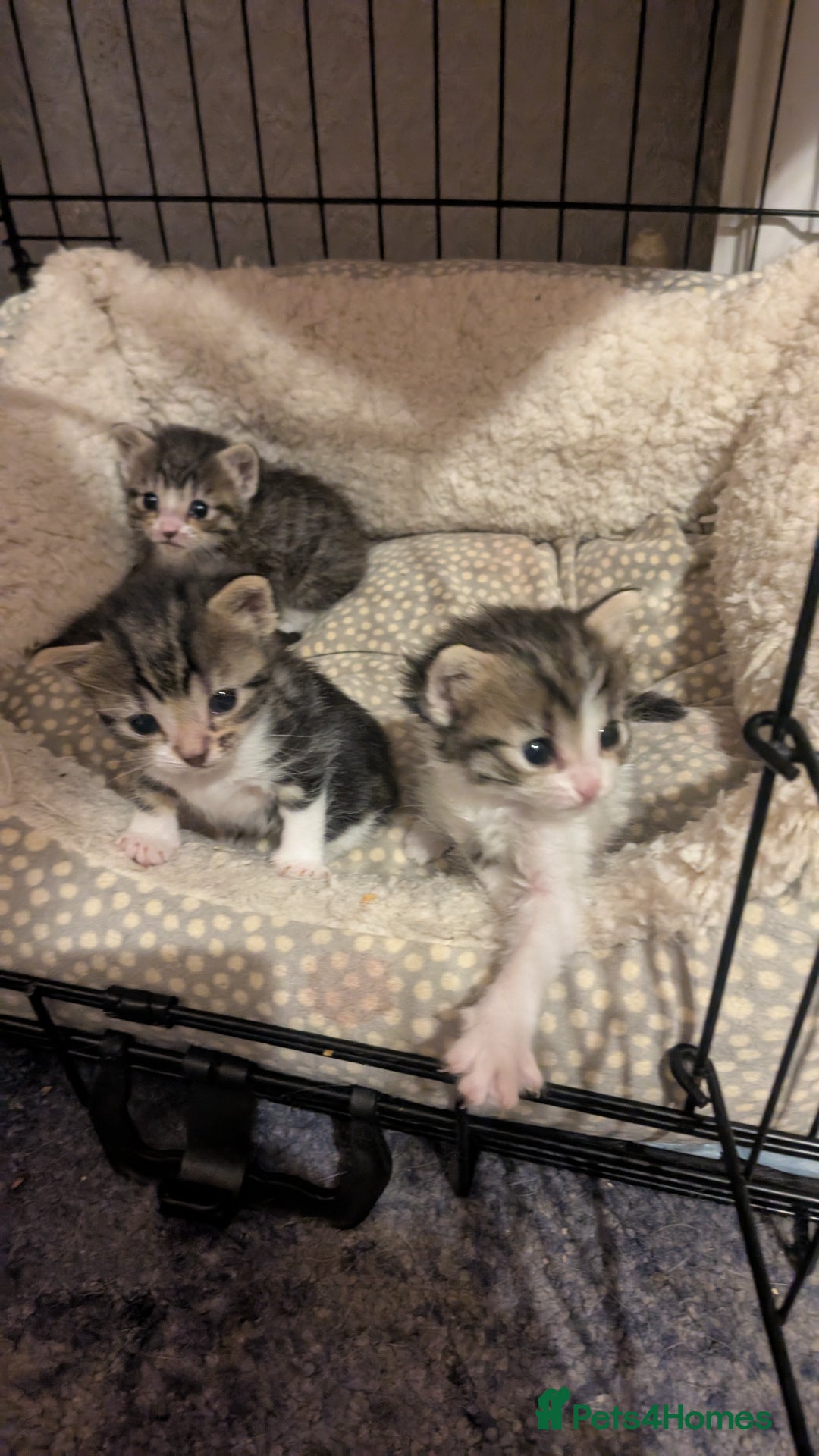 Mixed Breed cats for sale: 3 Kittens For Rehoming  - Image 1