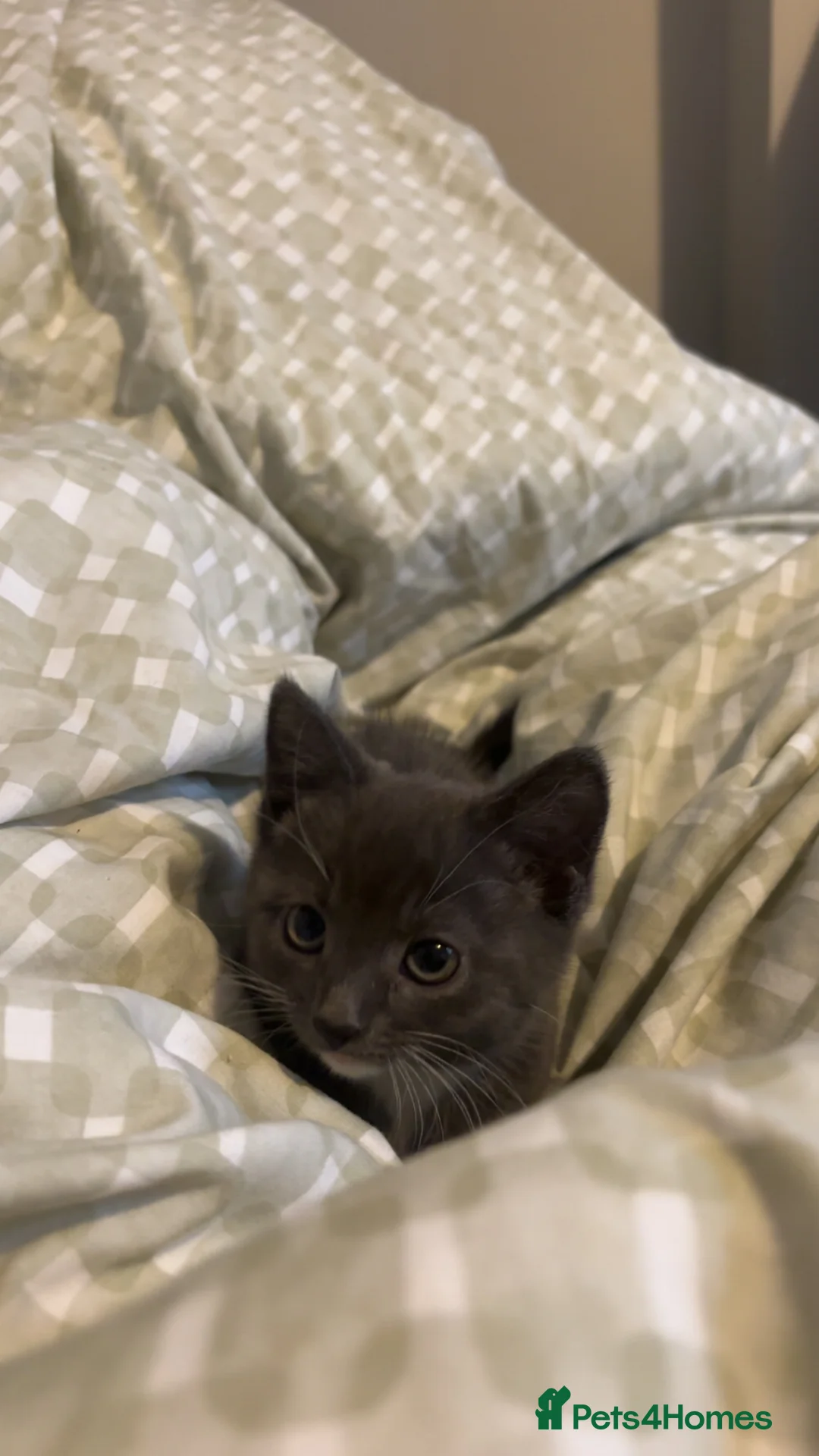 Mixed Breed cats for sale: Brother and sister  - Advert 2