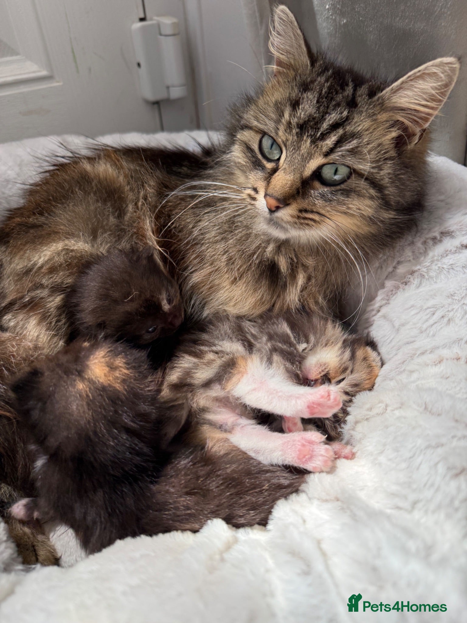 Mixed Breed cats 2 Beautiful Sister Kittens - Advert 1