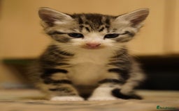 Mixed Breed cats for sale: Mixed breed  - Advert 7