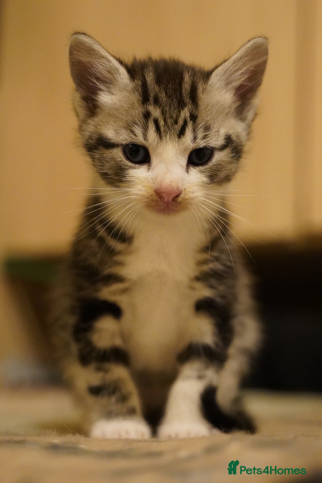 Mixed Breed cats for sale: Mixed breed  - Advert 7