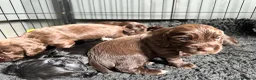 Cocker Spaniel dogs for sale: Fully Health tested kc registered working cocker  - Advert 2