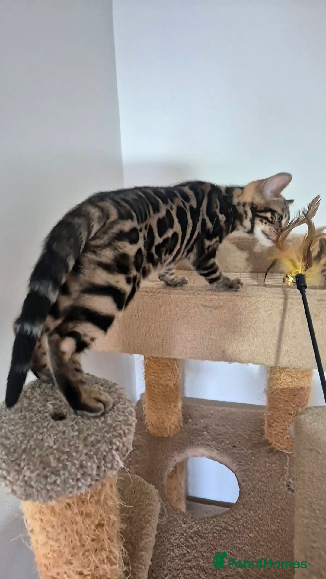 Bengal cats for sale: Pure Bred Bengal Kitten - Image 6
