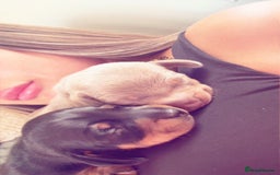 Miniature Dachshund dogs for sale: 2 miniature dachshunds - Image 5