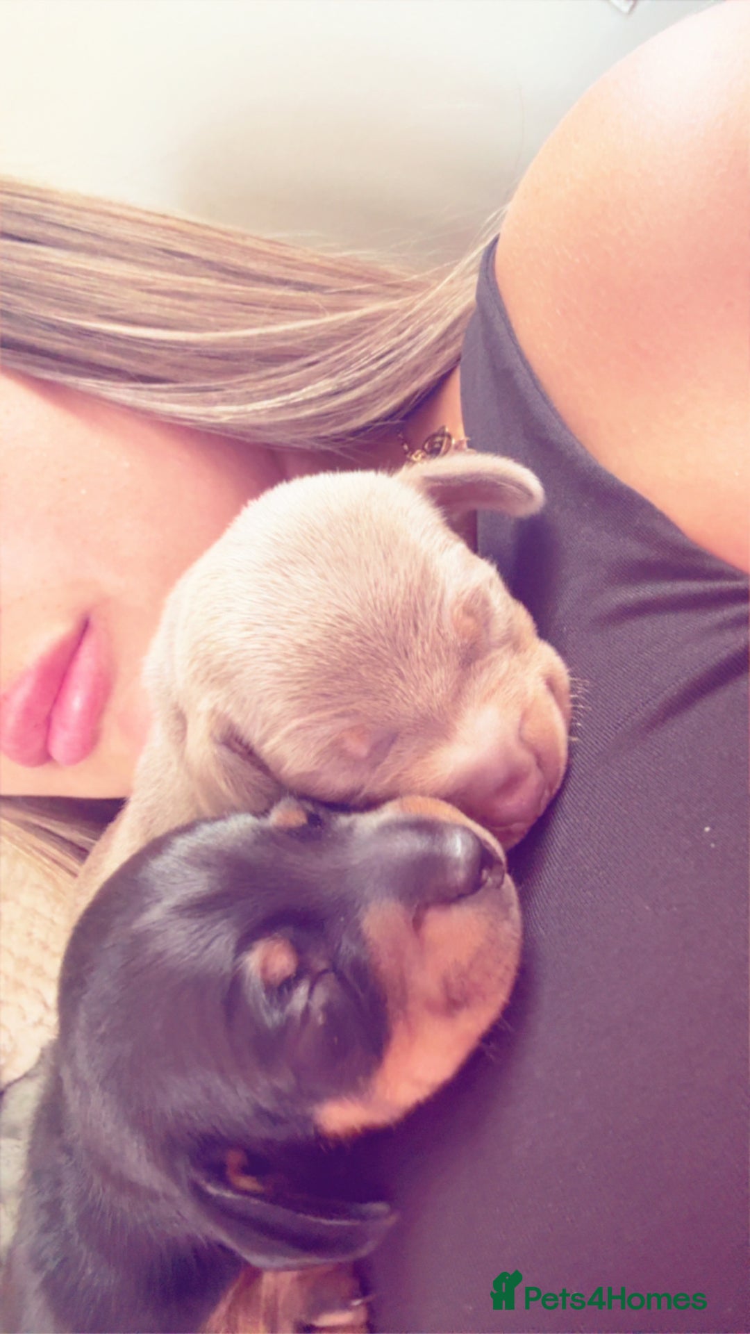 Miniature Dachshund dogs for sale: 2 miniature dachshunds - Image 5