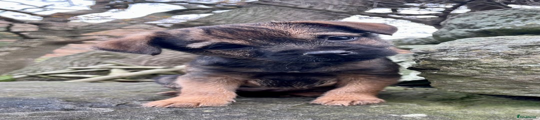 Border Terrier Puppy 1