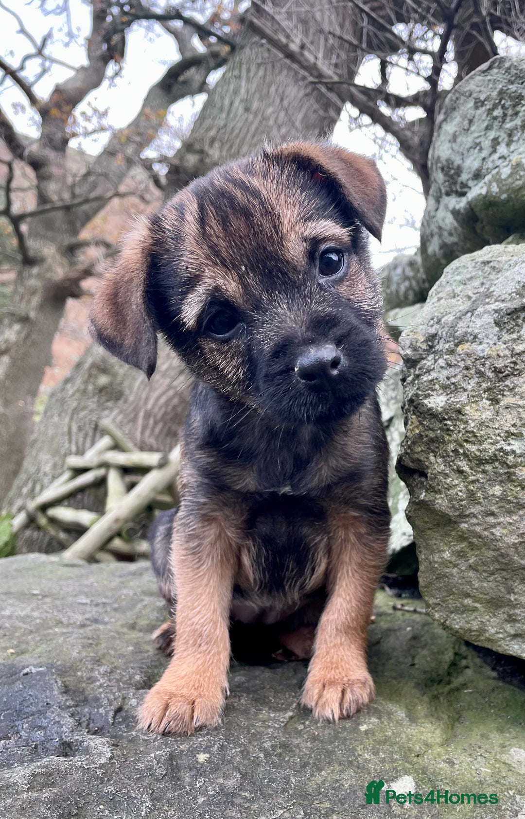 Border Terrier dogs for sale: Border Terrier Bitch pup.  - Advert 2