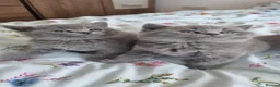 British Shorthair cats for sale: GCCF Registered,ready to go! - Advert 3