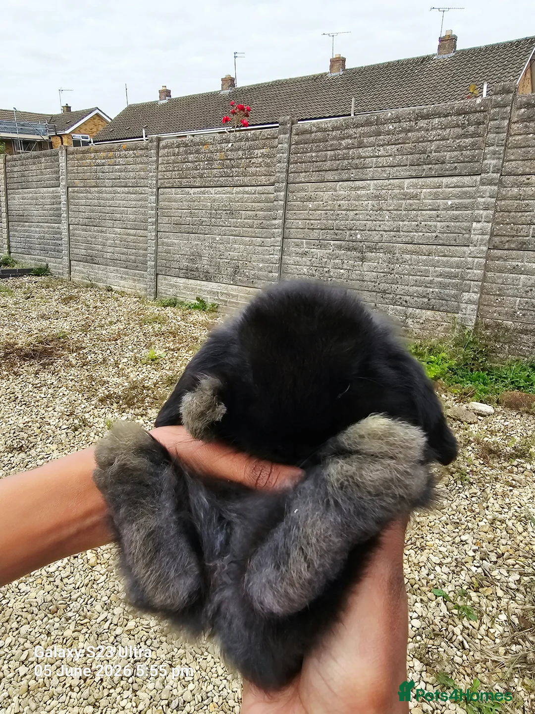 Mini Lop rabbits for sale: Mini Lop Rabbits for sale - Advert 9