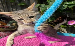 Savannah cats for sale: Pedigree F5 SBT SAVANNAH girl seeks forever home in Manchester - Image 24