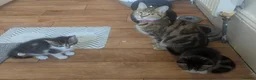 European cats for sale: 2 Beautiful Boy Tabby's  - Advert 19