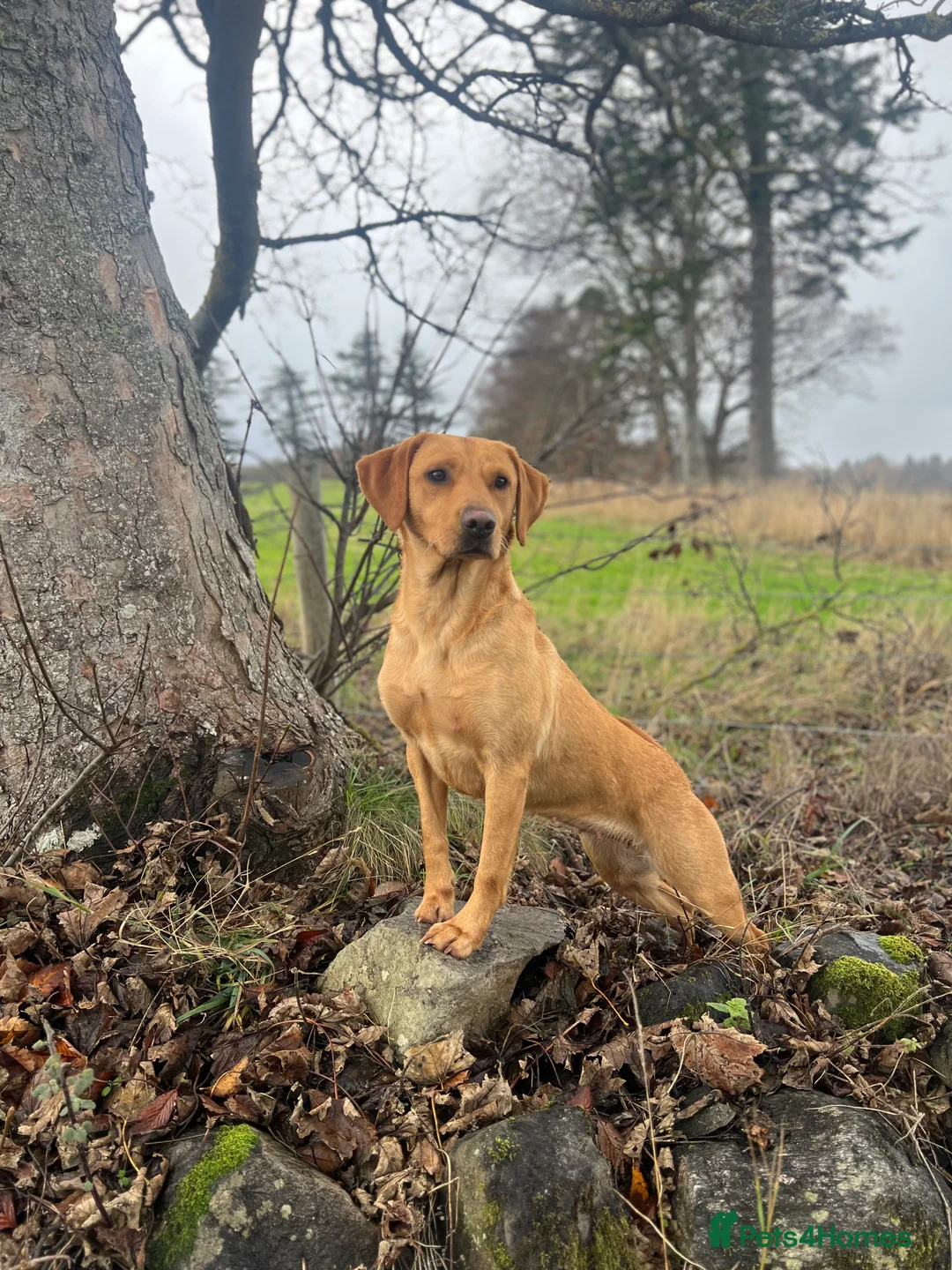 Labrador Retriever dogs for sale: Exceptional Fox Red Labrador Puppies - Advert 6