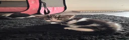 Mixed Breed cats for sale: 4 Adorable Kittens Looking For Forever Homes - Advert 5