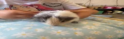 Guinea Pig rodents for sale: Single male guinea pig  - Advert 7
