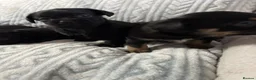 Mixed Breed dogs for sale: Imperial Shitzu cross - Advert 3