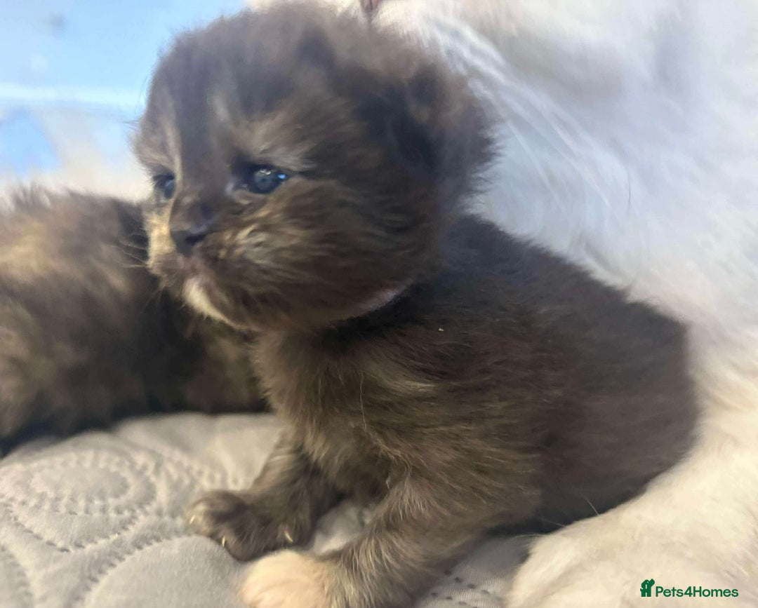 Persian cats for sale: Stunning litter of five female Perdolls - Advert 10