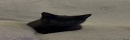 Mixed Breed cats for sale: 2 loving kittens needing forever homes - Advert 7