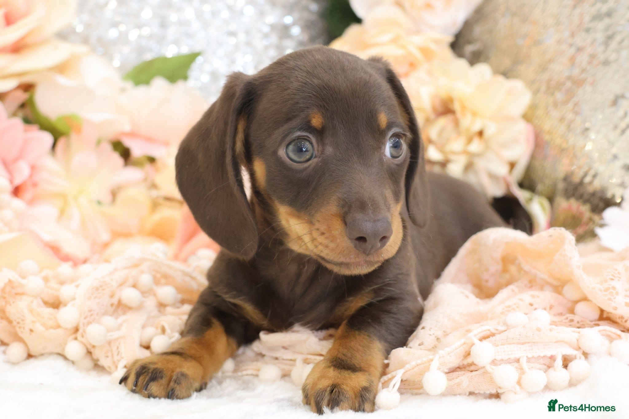 Miniature Dachshund dogs KC Miniature Dachshund Puppies - Advert 3