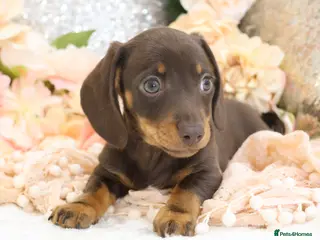 Miniature Dachshund dogs KC Miniature Dachshund Puppies - Advert 3