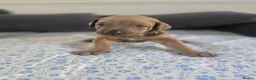 Mixed Breed dogs for sale: Doberman mix  in Nottingham - Advert 25