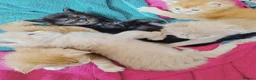 Maine Coon cats for sale: Dna health tested XXL Maine coon kittens  - Advert 10