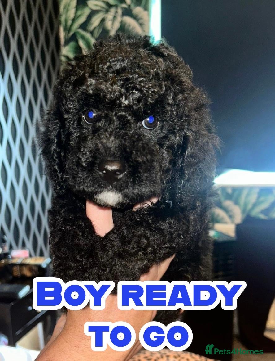 Cavapoochon dogs Exceptional Cavapoochon Boys 3 left - Advert 2