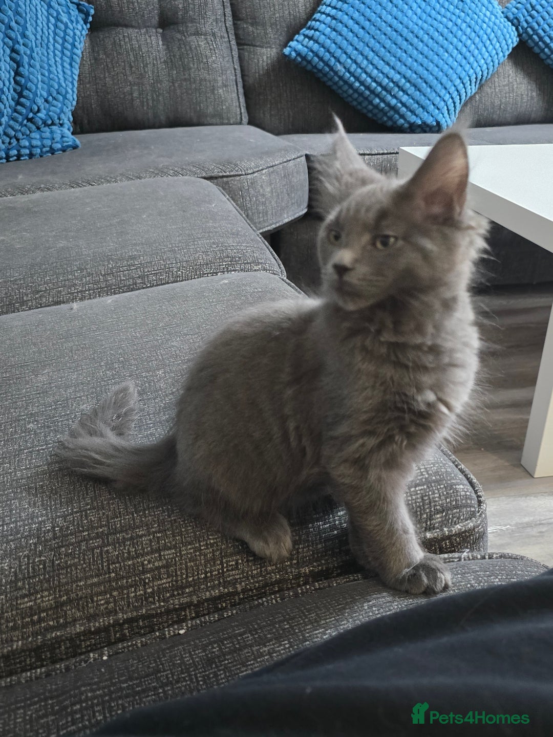 Maine Coon cats for sale: 3 male main coon kittens - Advert 2