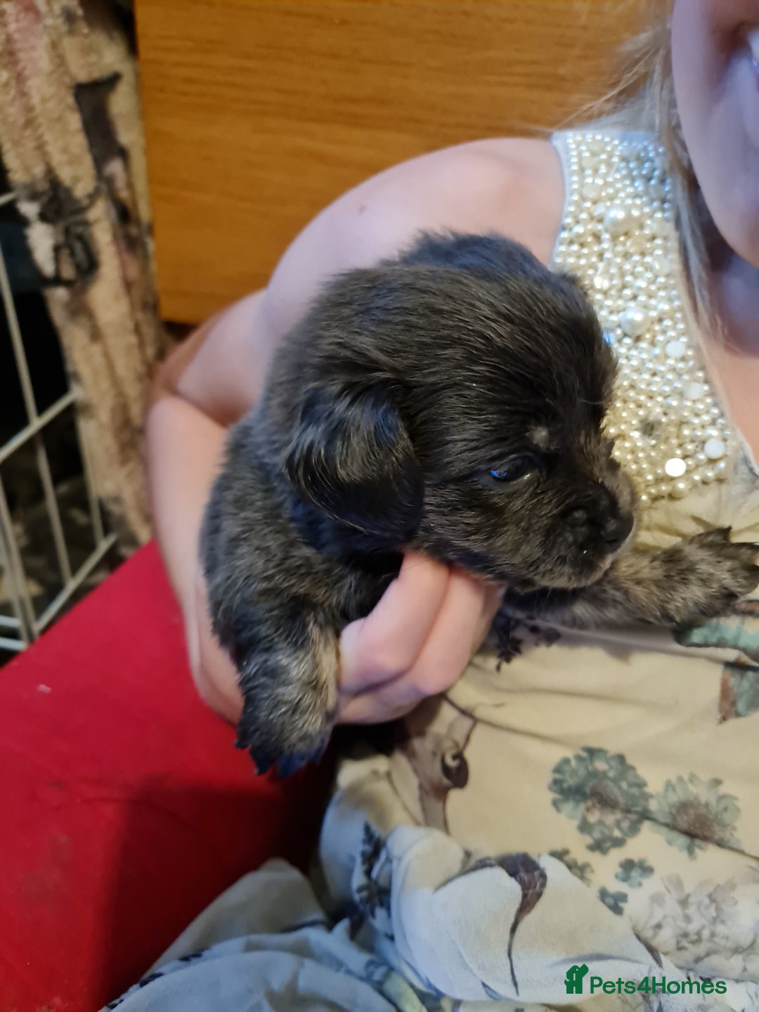 Mixed Breed dogs for sale: Last 2 puppies dachshund cross - Image 9