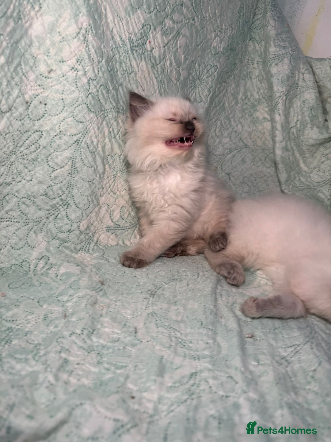 Ragdoll cats for sale: Ragdoll Chunky Boys!  - Advert 21