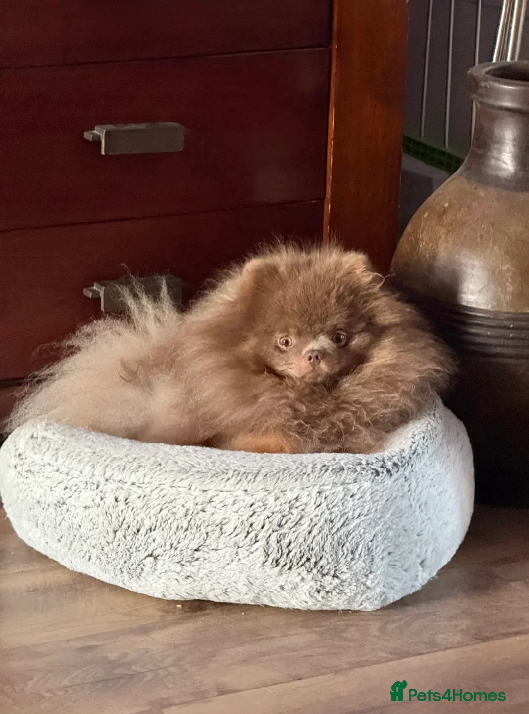 Pomeranian dogs for stud: Exclusive KC Lilac Tan Teddy 🧸 - Advert 6