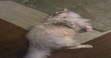 Persian cats - Advert 5