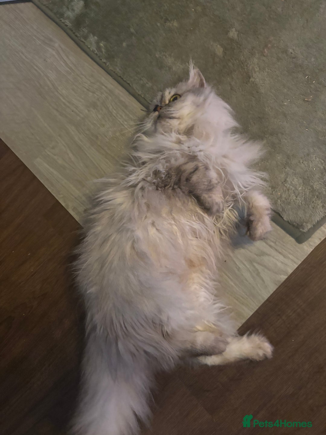 Persian cats for sale: Gorgeous Female Persian  - Advert 9