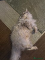 Persian cats - Advert 5