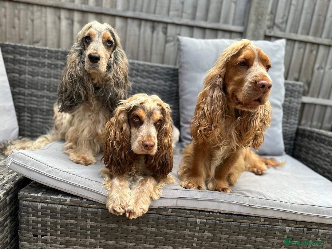 Cocker Spaniel dogs for sale: KC Show Cocker Spaniels  - Image 4