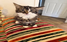 Mixed Breed cats for sale: 4 kittens ready to go  - Image 2